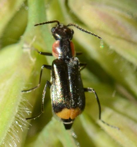 Axinotarsus marginalis
